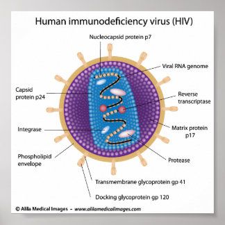 HIV virus structure, labeled diagram. Poster