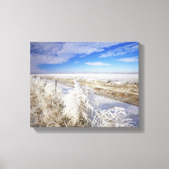 Hoarfrost coats tumbleweed and fenceline near canvas print (Front)