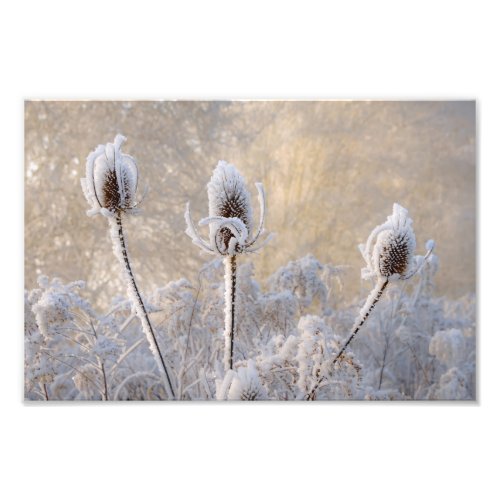 Hoarfrost Teasels Winter Scenic Nature  Paperprint Photo Print