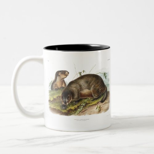 Hoary Marmot Camping Deco Gifts Two_Tone Coffee Mug