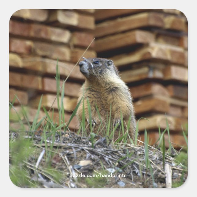 Hoary Marmot (Whistler) Wildlife Sticker (Front)