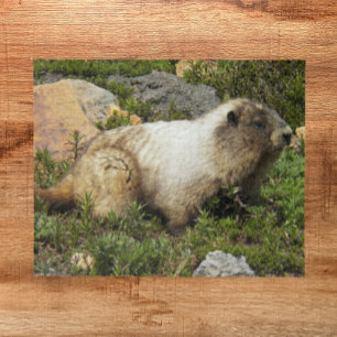 Hoary Marmot Wildlife Photo Jigsaw Puzzle