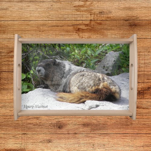 Hoary Marmot Wildlife Photo Serving Tray