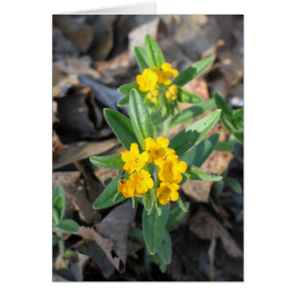 Hoary Puccoon Cards