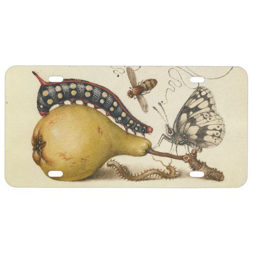 Hoefnagel Vintage Pear & Insects 1500s Renaissance License Plate
