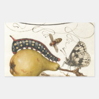 Hoefnagel Vintage Pear & Insects 1500s Renaissance