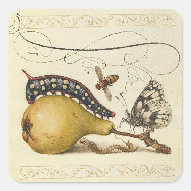 Hoefnagel Vintage Pear & Insects 1500s Renaissance Square Sticker (Front)
