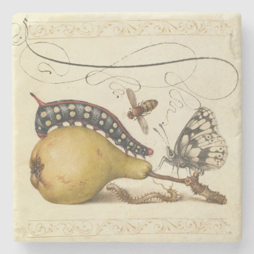 Hoefnagel Vintage Pear & Insects 1500s Renaissance Stone Coaster