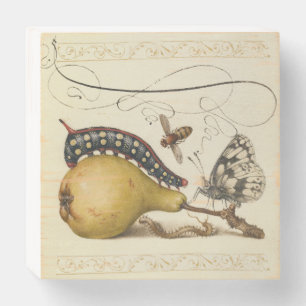 Hoefnagel Vintage Pear & Insects 1500s Renaissance Wooden Box Sign