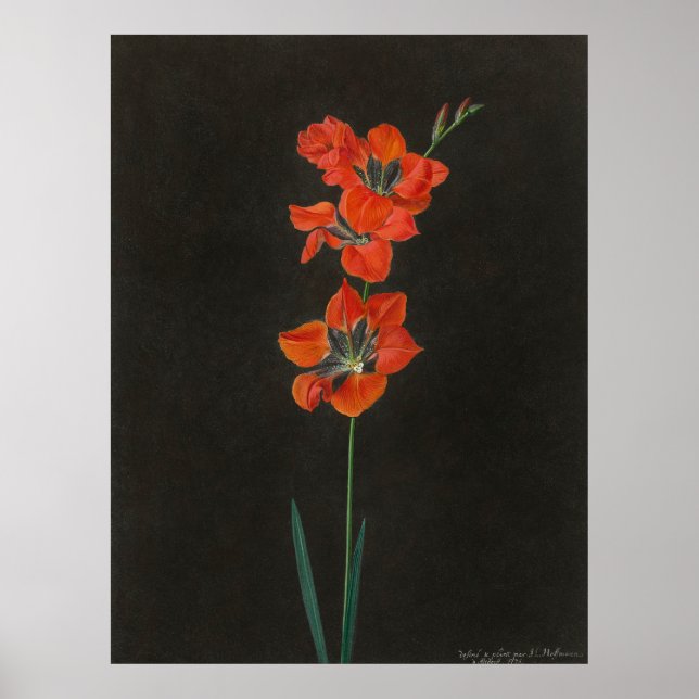 Hoffmann's Lelie Flowers Poster (Front)