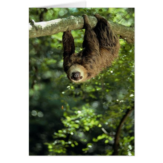 Hoffmann's two-toed sloth cards (Front)