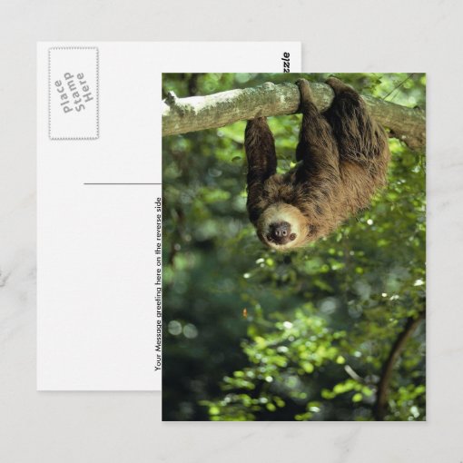 Hoffmann's two-toed sloth postcard | Zazzle
