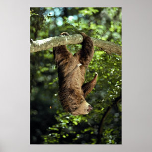 Hoffmann's two-toed sloth poster