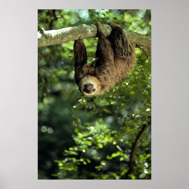 Hoffmann's two-toed sloth poster (Front)