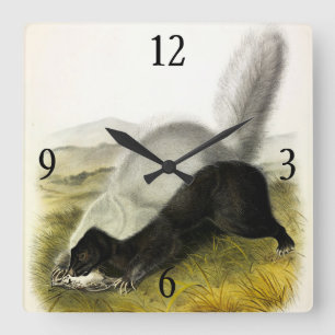 Hog-nosed Skunk (Texan Skunk) Audubon's Quadrupeds Square Wall Clock