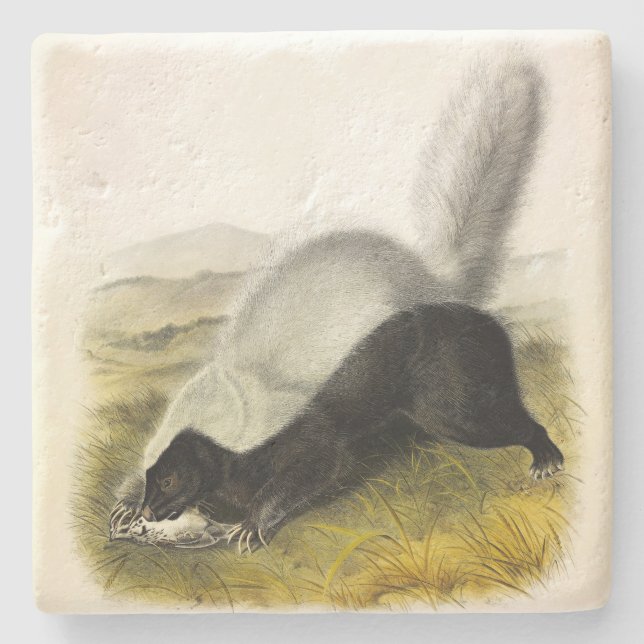 Hog-nosed Skunk (Texan Skunk) Audubon's Quadrupeds Stone Coaster (Front)