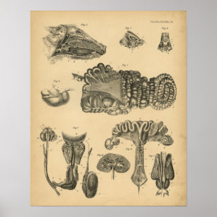 Hog Pig Internal Anatomy 1908 Vintage Print