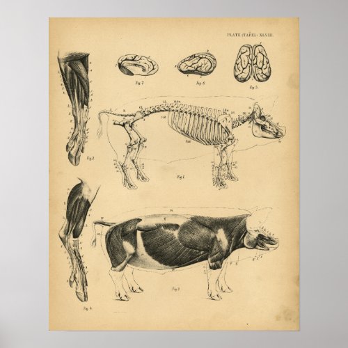 Hog Pig Skeleton Anatomy 1908 Vintage Print