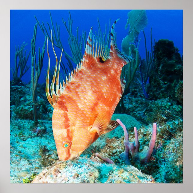 Hogfish Poster (Front)