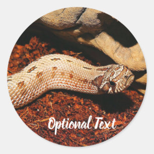 Hognose Pet Snake Classic Round Sticker
