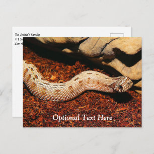 Hognose Pet Snake Postcard