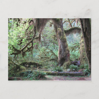 Hoh Rain Forest - Olympic National Park Postcard