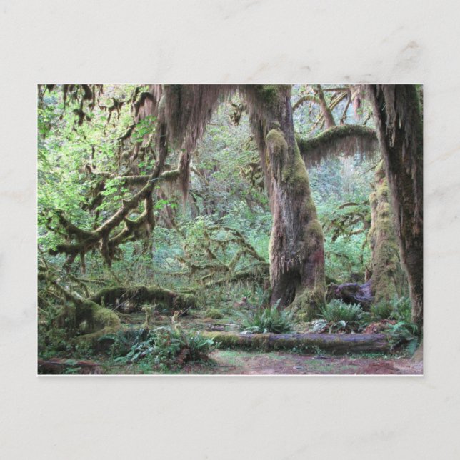 Hoh Rain Forest - Olympic National Park Postcard (Front)