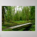 Hoh Rain Forest - Olympic National Park Poster at Zazzle