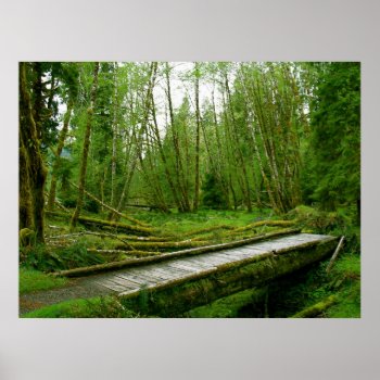 Hoh Rain Forest - Olympic National Park Poster by GreenBusAdventures at Zazzle