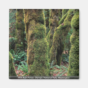 Hoh Rain Forest, Olympic National Park, Washington Magnet