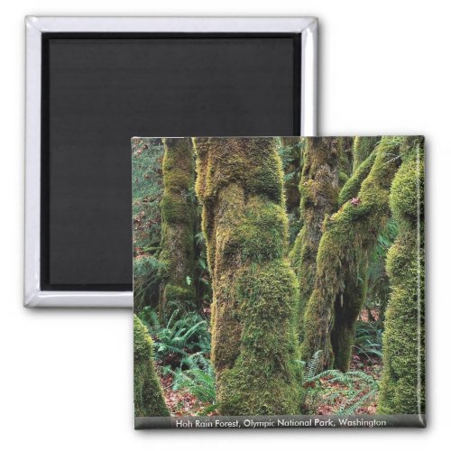 Hoh Rain Forest Olympic National Park Washington Magnet