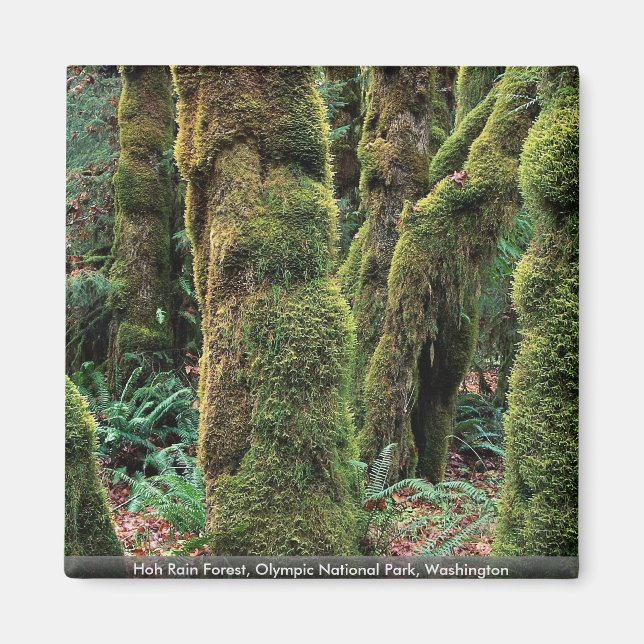 Hoh Rain Forest, Olympic National Park, Washington Magnet (Front)
