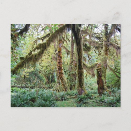 Hoh Rain Forest Postcard