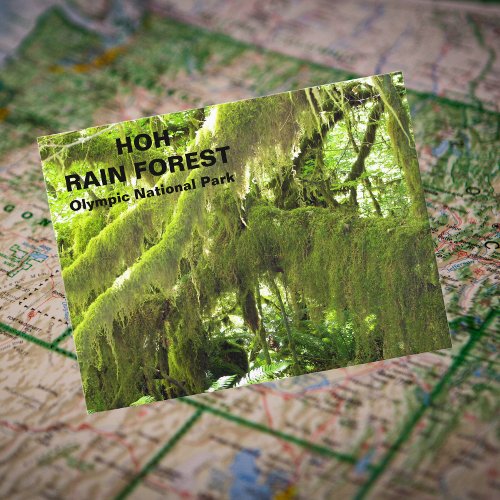 Hoh Rain Forest Travel Photo Postcard