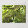 Hoh Rain Forest Travel Postcard