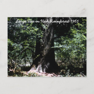 Hoh Rainforest 1965 Postcard