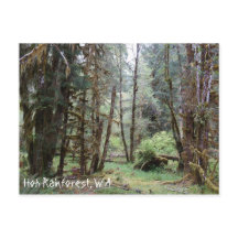 Hoh Rainforest, Washington State, Postcard