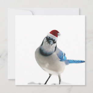 Holiday Blue Jay Invitation