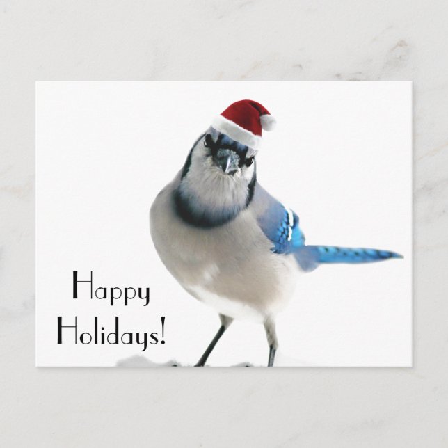 Holiday Blue Jay Postcard (Front)