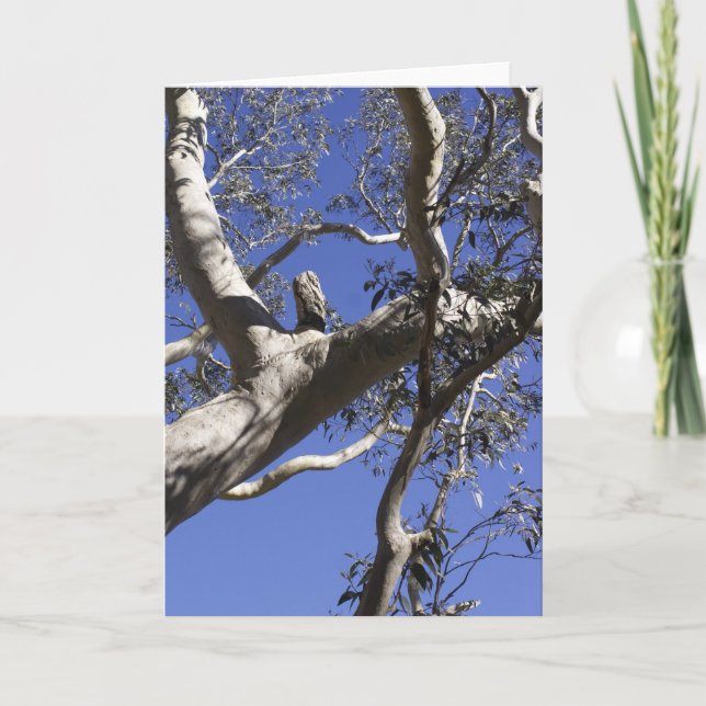 Holiday card, Everglades Card (Front)