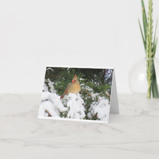 Holiday Card with Cardinal