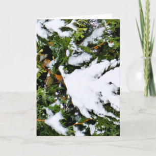 Holiday card with snow on branches