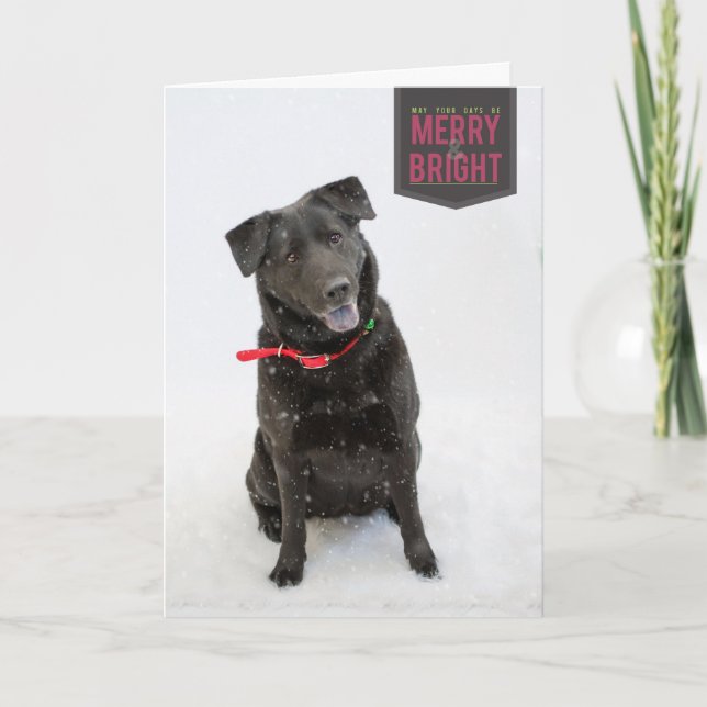 Holiday Cards (Front)