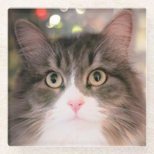 Holiday Cat Glass Coaster