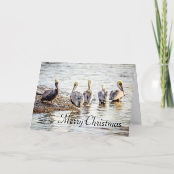 Holiday Coastal Brown Pelicans Thank You Card by jonicool at Zazzle