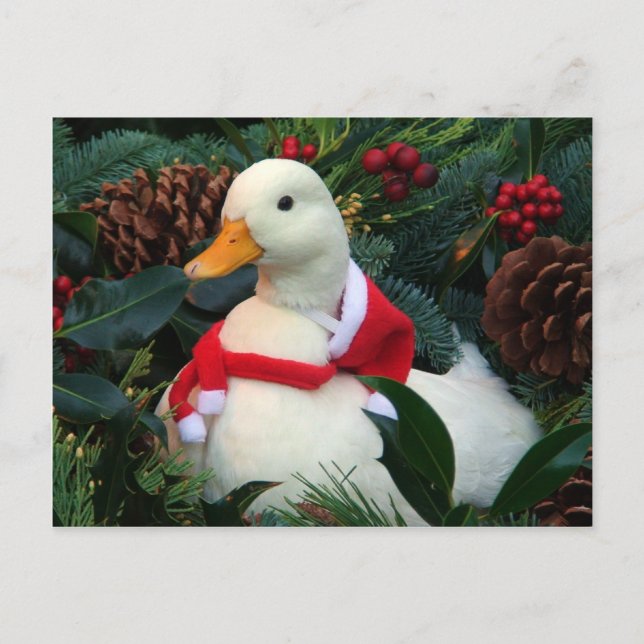 Holiday Duck (Front)