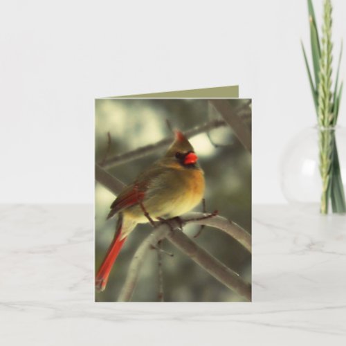 Holiday Female Cardinal