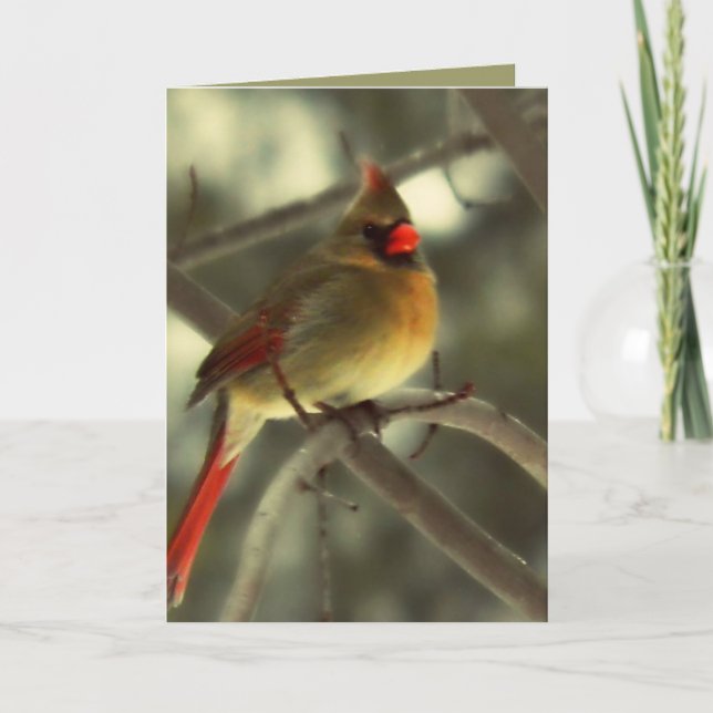 Holiday Female Cardinal Card (Front)