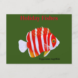 Holiday Fishes Peppermint Angelfish