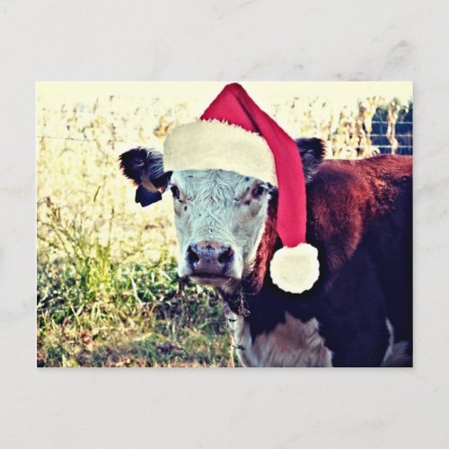 Holiday Moo Cow